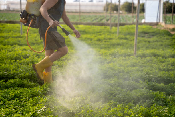 Wasp Removal Services in Brooksville, MS