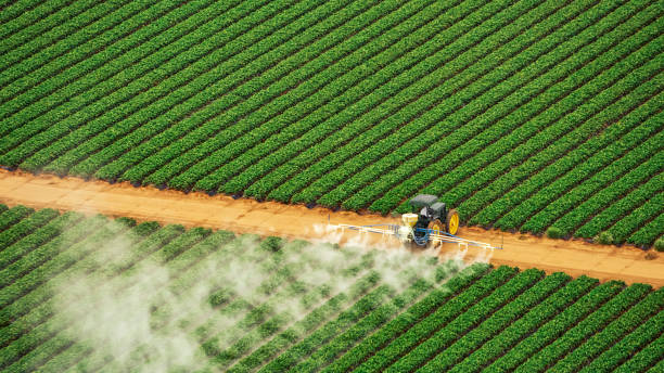 Best Termite Control Services  in Brooksville, MS